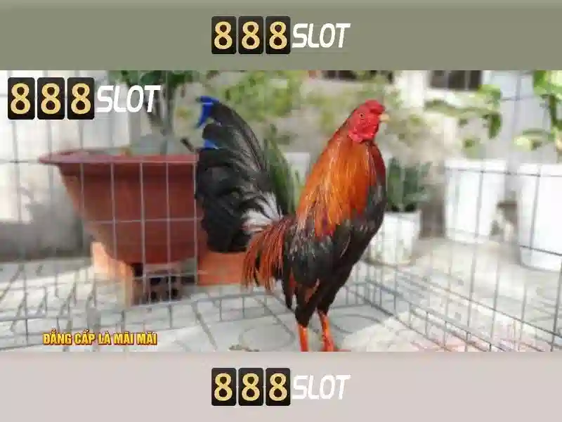 Tính năng nổi bật